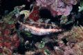 Symphodus doderleini